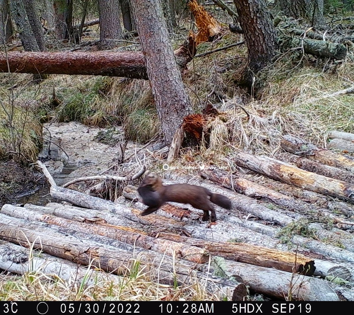 viv_iam's tweet photo. Wildlife experts out there ..is it possible this #pinemarten is carrying one of her babies (kits)? I don't know what else it might be carrying that has that dark of fur? #natureisawesome #wildlife #albertawildlife 🐾🐾 https://t.co/Z2pSlmQJBN