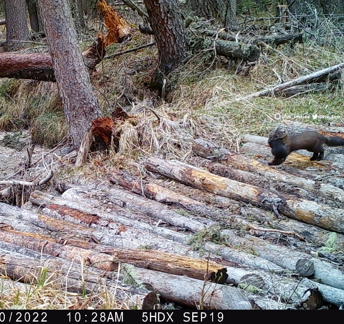 Wildlife experts out there ..is it possible this #pinemarten is carrying one of her babies (kits)? I don't know what else it might be carrying that has that dark of fur? #natureisawesome #wildlife #albertawildlife 🐾🐾