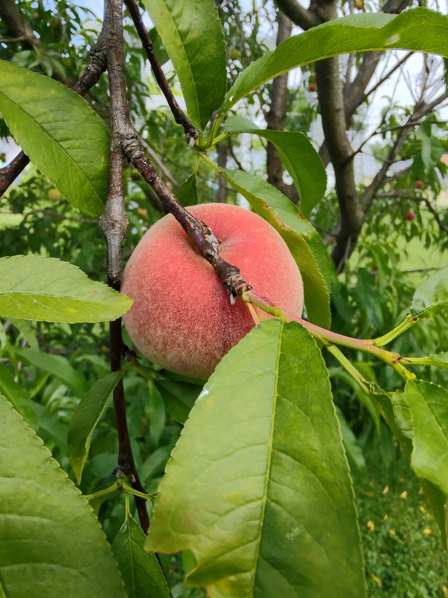Our peaches are coming in nicely this year. Hopefully we get a good harvest.