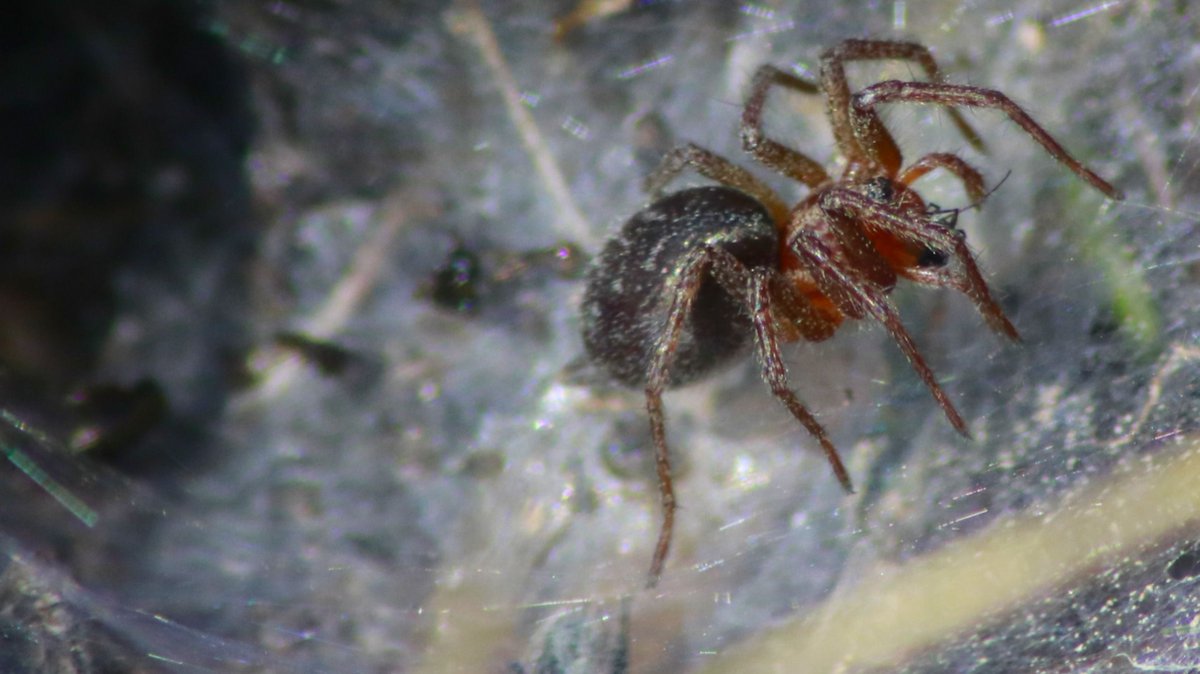 JBJones72's tweet photo. Winzige™ #Spinne - ein Wunder, was eine Makrolinse alles schafft!
#CanonEOS80D #Sigma18-300 https://t.co/ges8ulfE7k