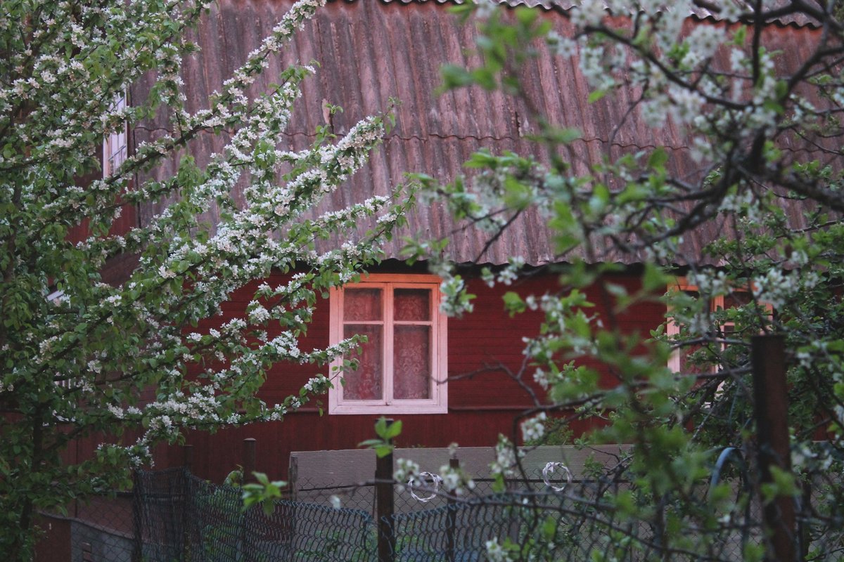 pchelch's tweet photo. Начну пожалуй с дачных фоток, которых у меня много накопилось и будет еще копиться, так как я решила снова фотографировать на фотик всякое. https://t.co/YxT17zXE9R