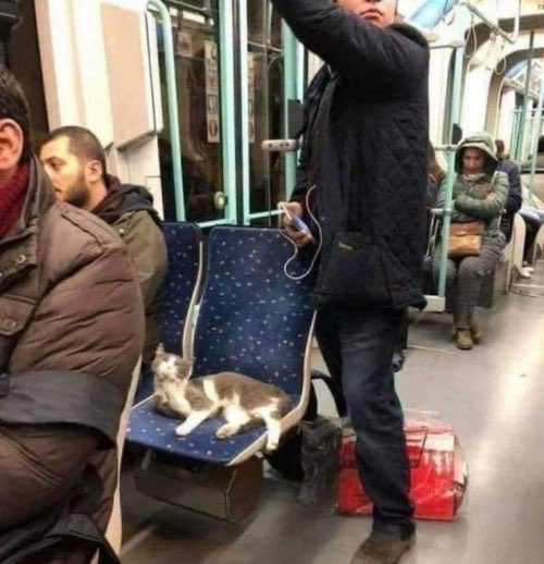 CatWorkers's tweet photo. (Cats on the commute.) https://t.co/7JAlXh3k6u