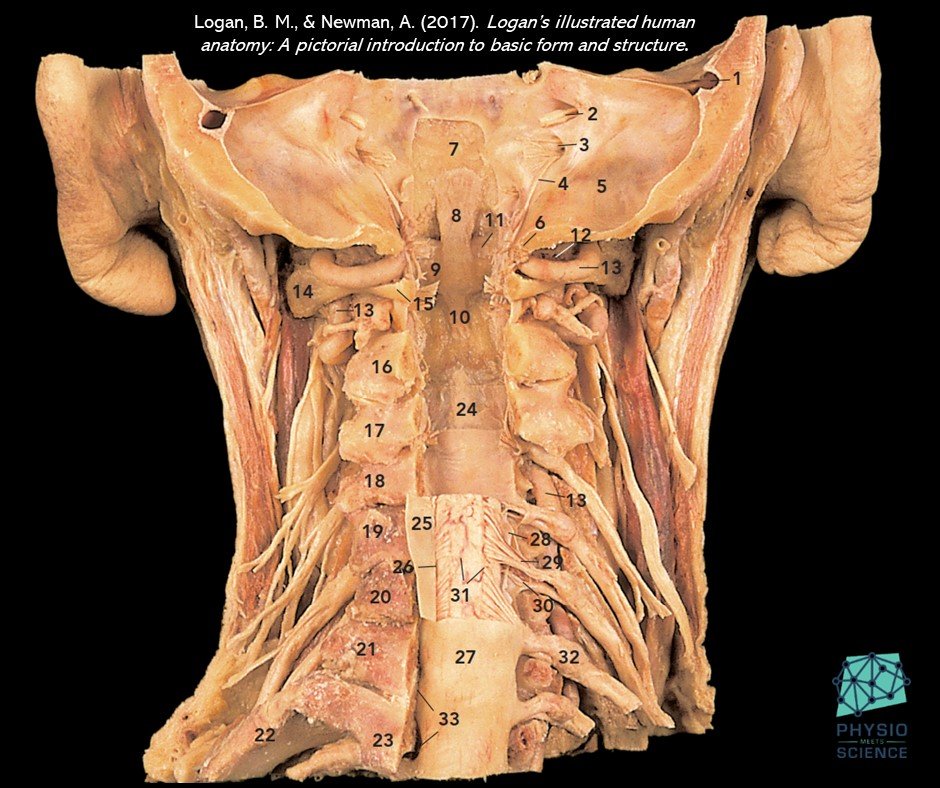 Awesome anatomic overview 😍

Skull &amp; cervical part of the vertebral column, with the posterior part of the cranium removed, vertebral canal exposed and spinal cord partially removed 

📘Logan, B. M., &amp; Newman, A. (2017). Logan’s illustrated human anatomy.