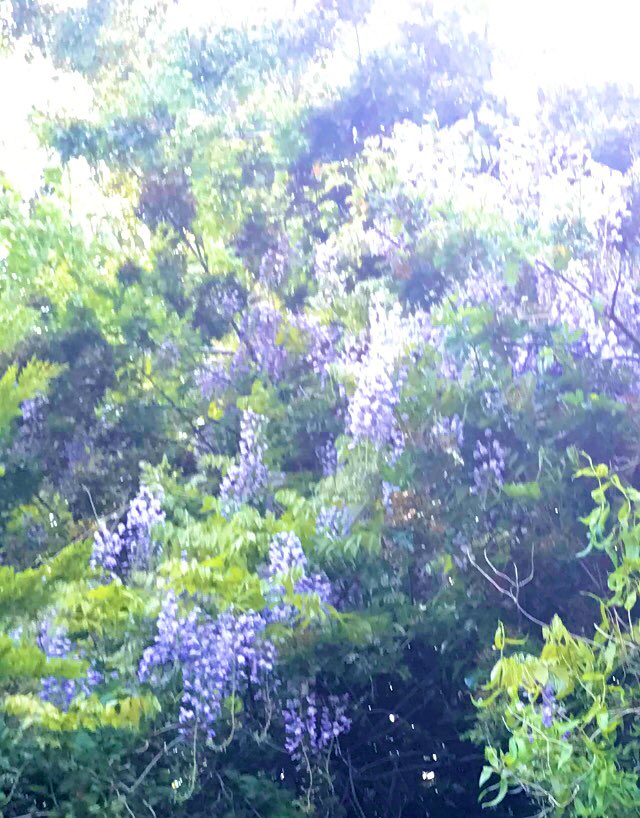 StirlingHoliday's tweet photo. Extraordinary early Summertime beauty in this #Stirling garden right now #forestpansy #hellibores #wisteria and #ferns https://t.co/Bcv0rX1d2r