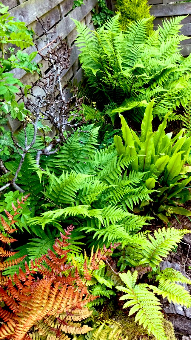 StirlingHoliday's tweet photo. Extraordinary early Summertime beauty in this #Stirling garden right now #forestpansy #hellibores #wisteria and #ferns https://t.co/Bcv0rX1d2r