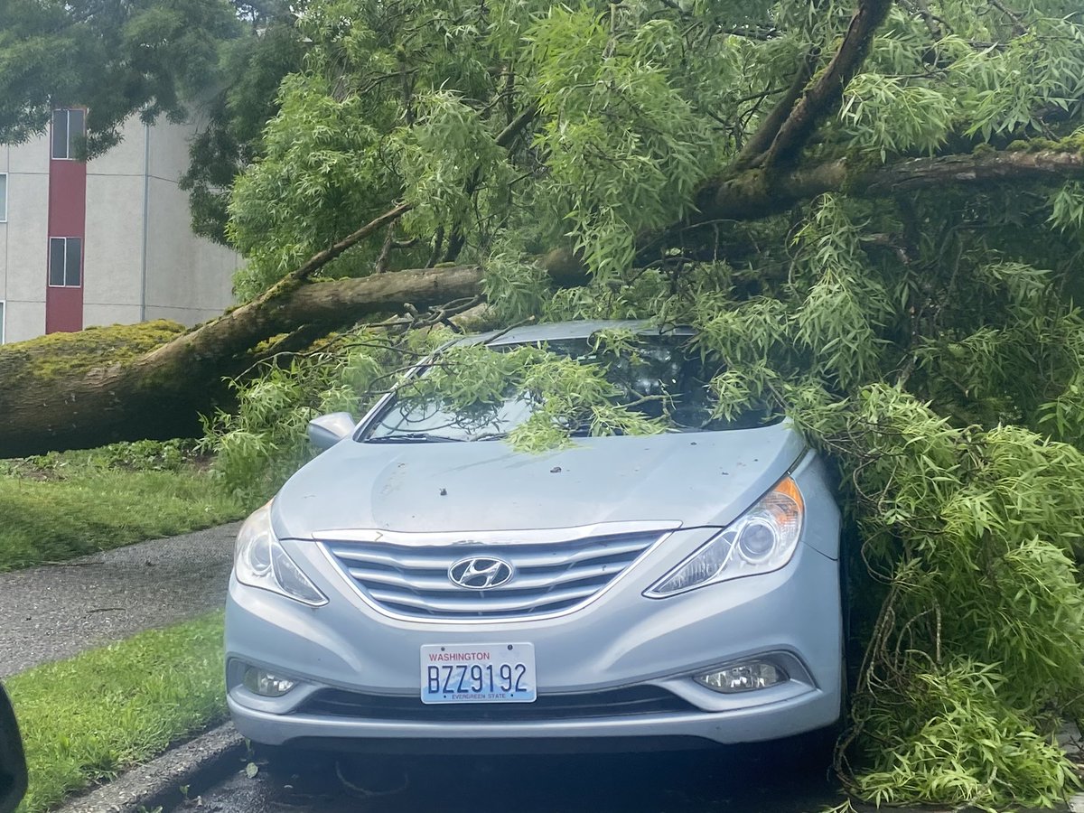 cide411's tweet image. Tree down!  35th &amp;amp; 65th #Ravenna #Wedgwood #Seattle northbound 35th temporarily closed.