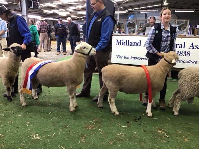 WillMilroy's tweet photo. Back in the show ring after a 2 year break at Campbell Town Show yesterday.
We came away with Champion &amp; Reserve Champion White Suffolk rams, Champion Poll Dorset ram, Interbreed Champion Ram and Supreme Prime lamb exhibit of the show. https://t.co/hpbntTfggX