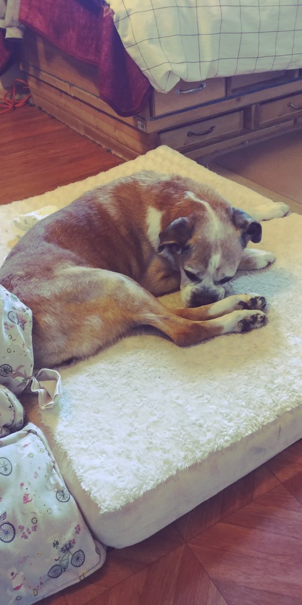 Precious__Boxer's tweet photo. Precious here. I know what you're thinking. It looks like I'm smelling my paws. My mom thinks so too. The truth is I'm not. My nose happened to land there. #paws #boxers #dogboxer #boxerdogs #doggy #DogsofTwittter #precious https://t.co/e6CJKmBOZi