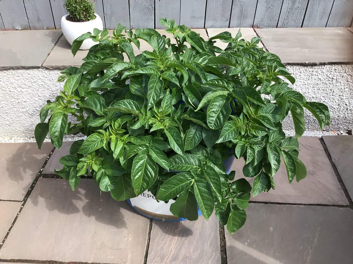 This week's update, Rob says he is pleased with how good his potatoes are looking (photo) and the small tubers will be bulking up. Mine are about a week ahead as they are in flower and looking good too. #mccainpotatoes #scanstone #eastcoastviners  #RHET #foodandfarming #potatoes