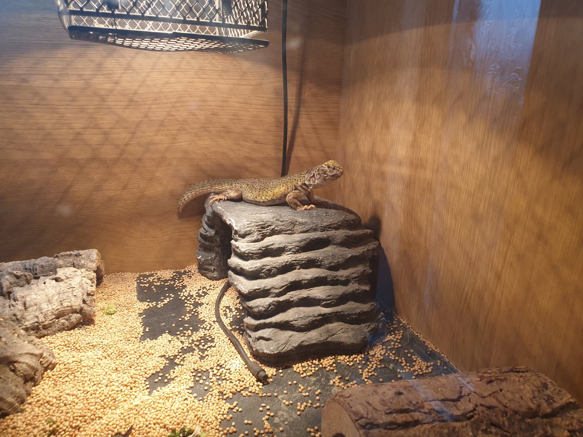 Reptile_mad's tweet photo. Mums home from A&amp;E so I hissed at her too 😆🦎 glad she sister break her foot, it would make it hard for her to bring me my favourite treats 🫐🥬🤤 #MumsHome #Moroccan #Uromastyx #lizard #reptile #herp #herpetology #pet #cute https://t.co/D7SKLfPQbd