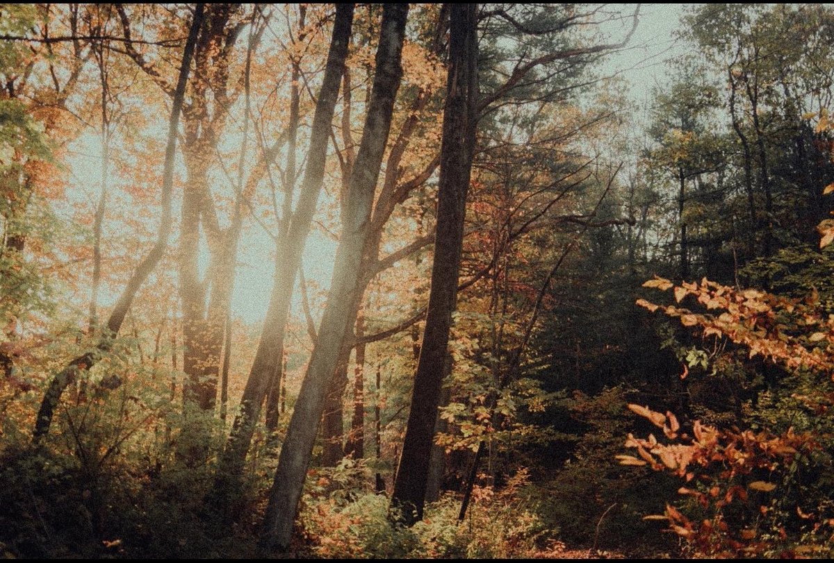 AidenRandd's tweet photo. Follow the trail... https://t.co/C6hS36Too8