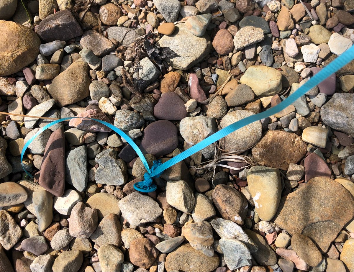 Please don’t release balloons into the sky. They end up in places like the ancient forests of Archibald Lake.