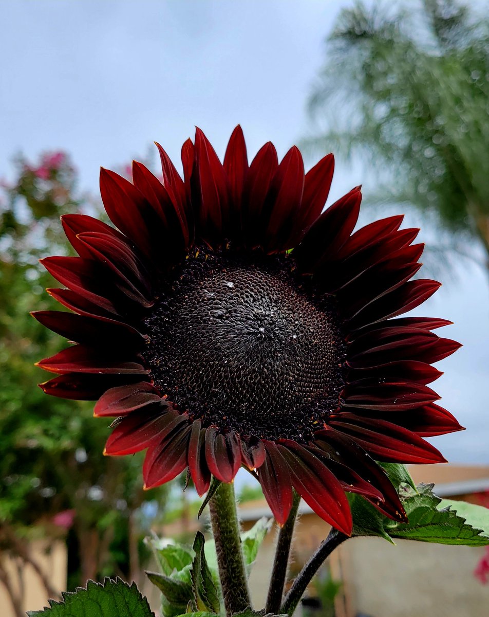 My first chocolate cherry sunflower.  #SunflowerChallenge2022 #flowerhunting #garden