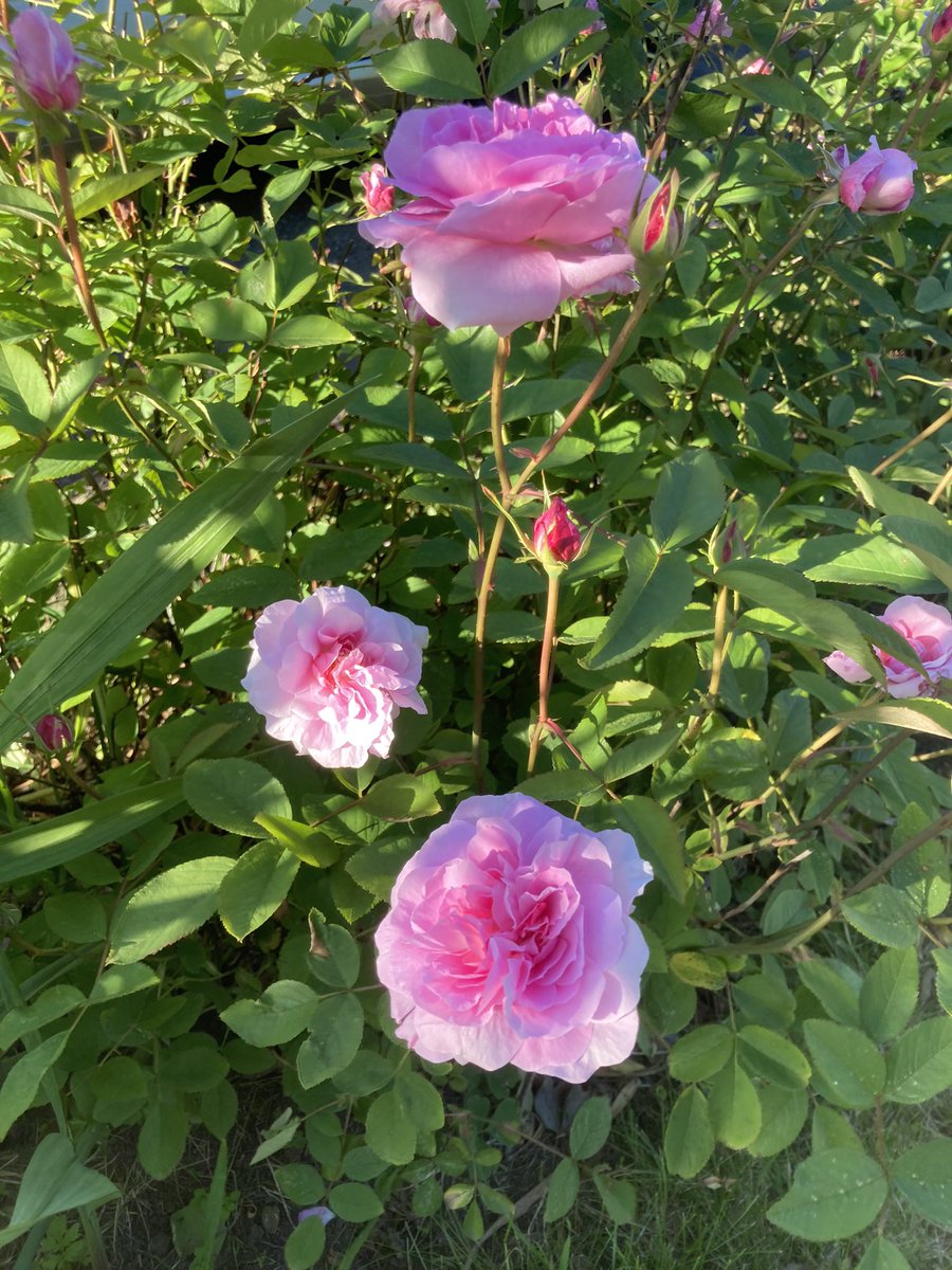 andysc's tweet photo. And, perfectly on cue, my @DAustinRoses “Mayflower” roses are looking fabulous today! @AI_Mayflower
(a gift from my wife 2 years ago to commemorate the 400th anniversary of the original Mayflower departure from Plymouth, and the #MAS400 naming ceremony) https://t.co/KyZGUSjW0a