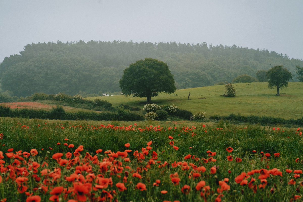 DanielCasson1's tweet photo. Poppies // https://t.co/cLmLNQOpFG