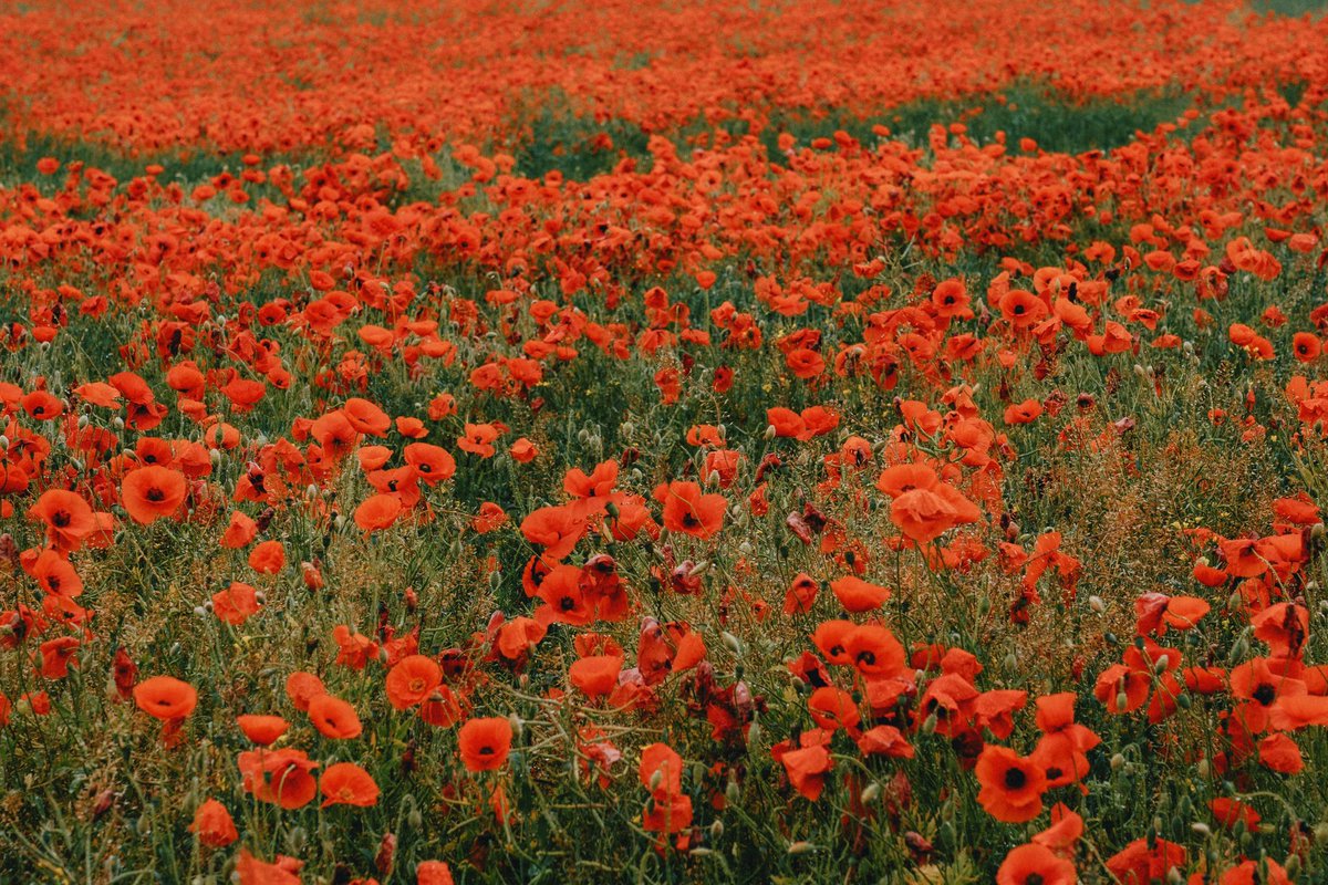 DanielCasson1's tweet photo. Poppies // https://t.co/cLmLNQOpFG