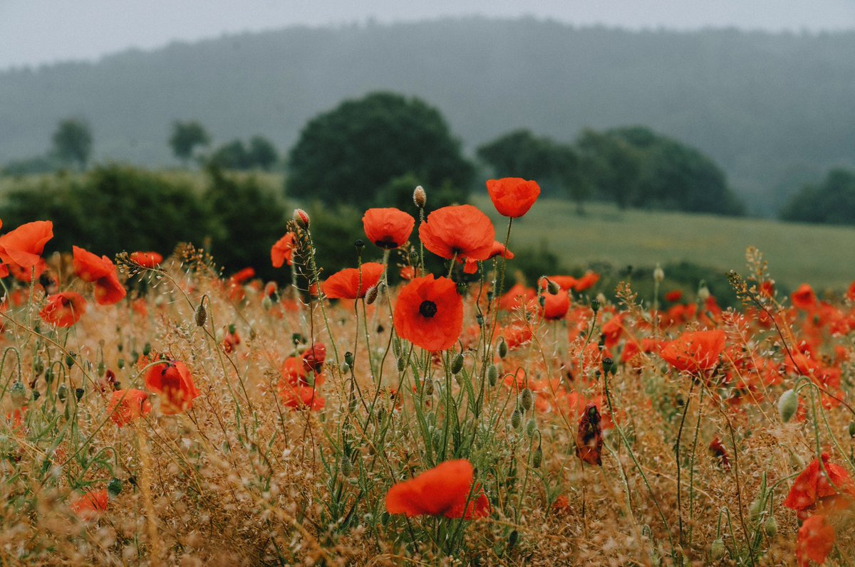 DanielCasson1's tweet photo. Poppies // https://t.co/cLmLNQOpFG