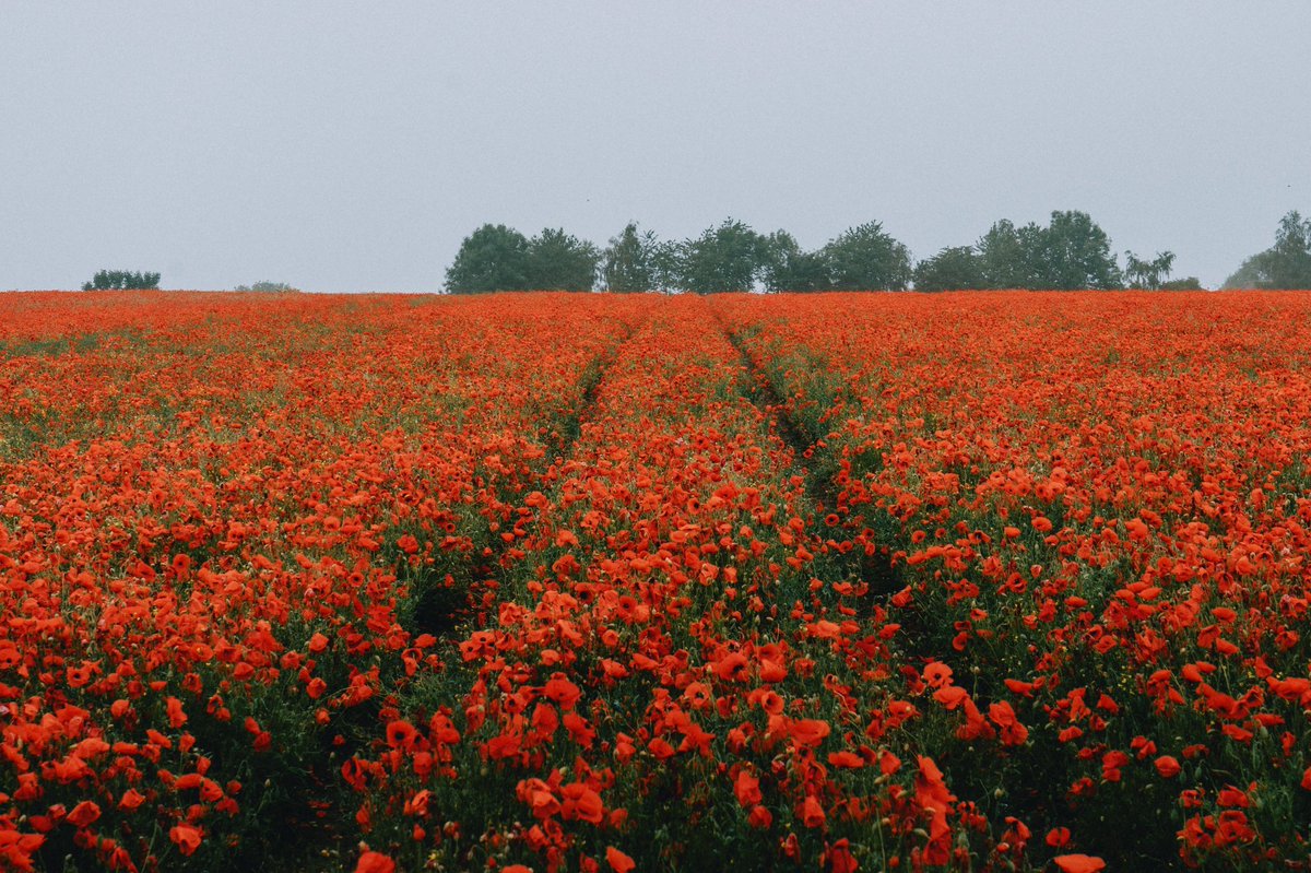 DanielCasson1's tweet photo. Poppies // https://t.co/cLmLNQOpFG