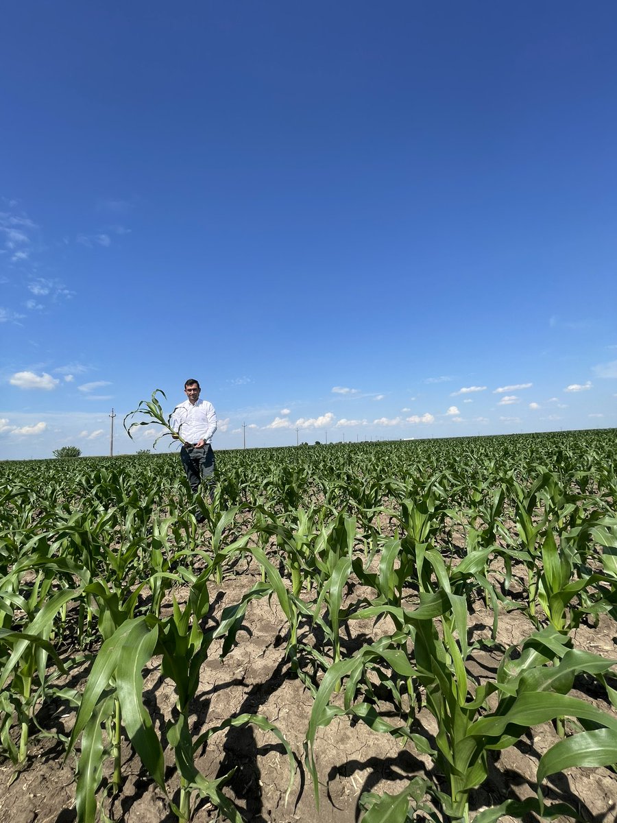 StefanStanescu's tweet photo. Corn and Popcorn 04.06.2022 #agriculture #farming https://t.co/5is5rlRwgR