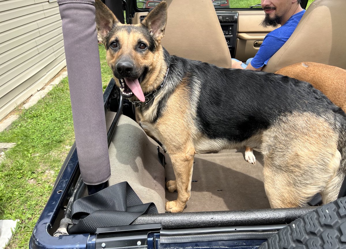 CreedMathan's tweet image. I present the Jeep Doggo