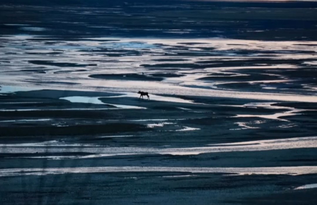I need a bigger lens!!! This moose was just casually walking across the empty lake but this is the limit of my 210mm