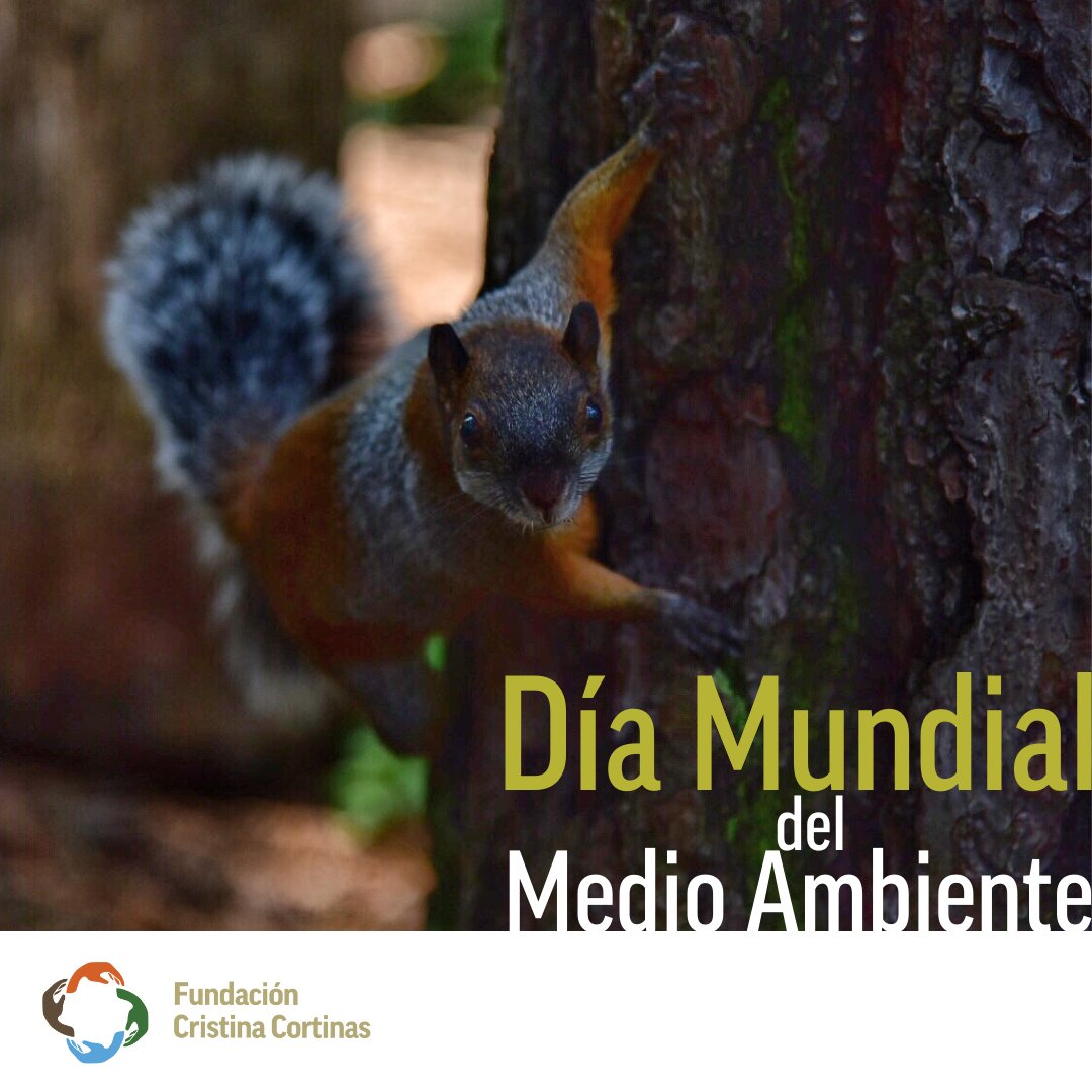 Cuando restablecemos nuestra conexión con la naturaleza y todas las formas de vida, cuidar nuestra salud se vuelve una actividad que incluye a todo lo que nos rodea. Hoy y siempre, abracemos nuestra existencia, cuidémosla, celebrémosla.
#DíaMundialDelMedioAmbiente