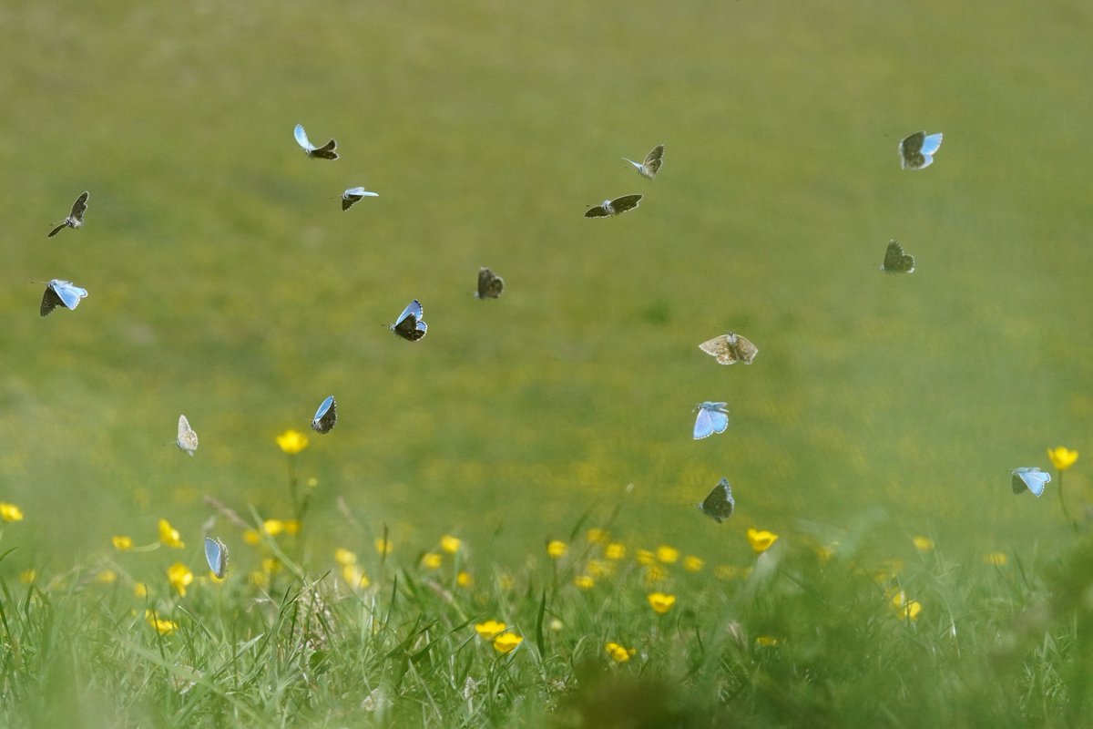 Max Anderson tweet media