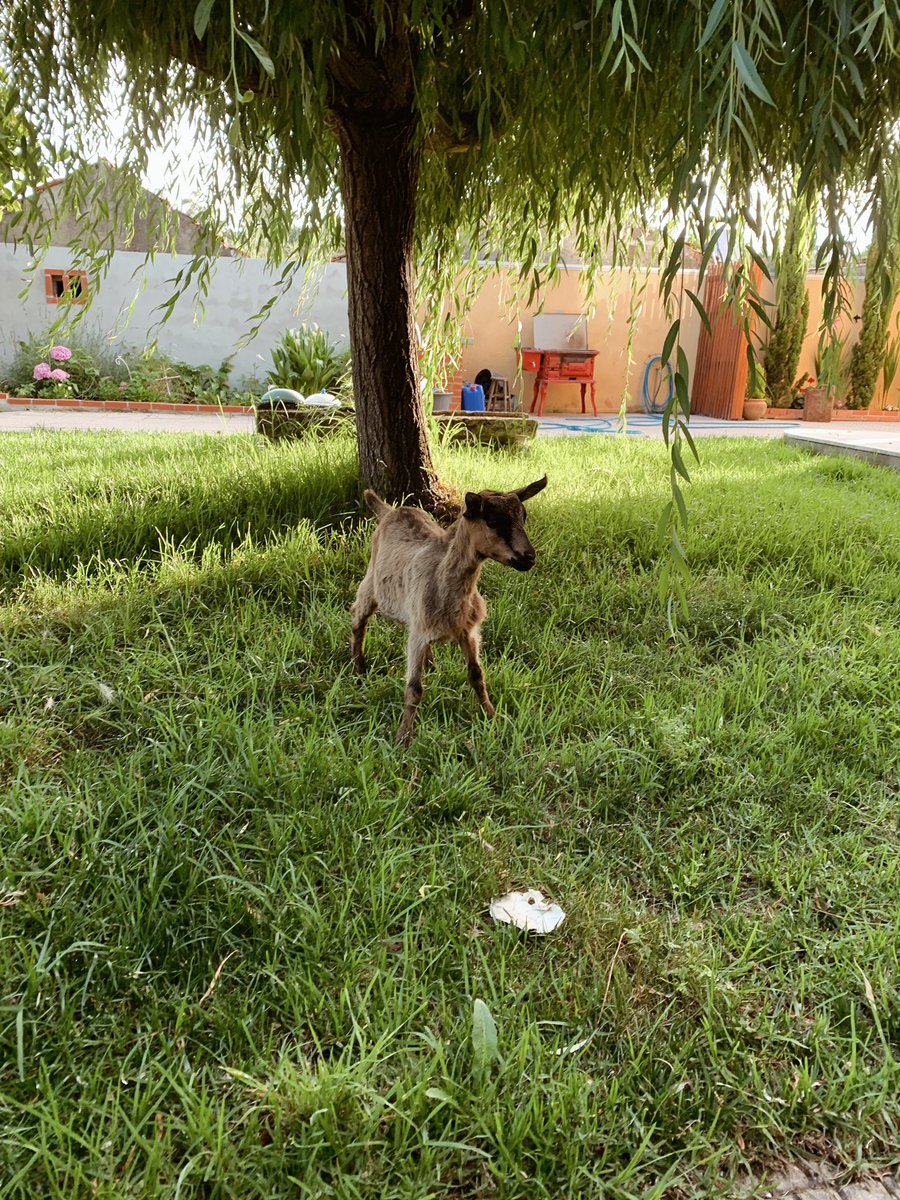 O meu pai saiu de casa para ir à festa da aldeia e trouxe literalmente uma cabra.
