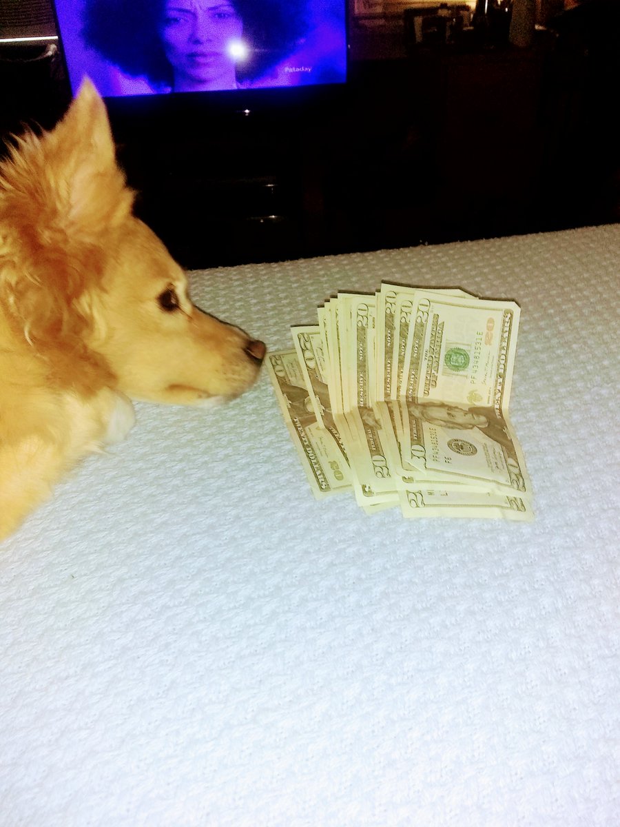 Mia like the smell of fresh printed cash 😅👇👋#Dogs ...