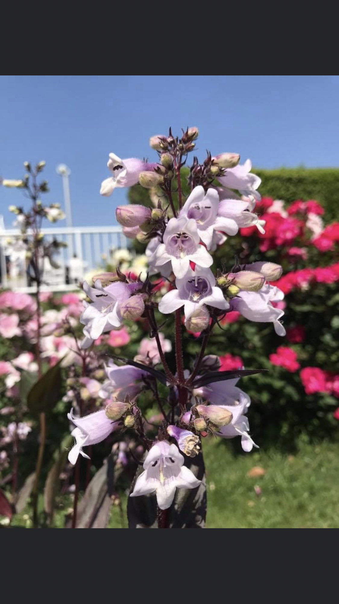 やぴin The House 6月6日 月 おはようございます 今日は 6と6でろうむ 人事労務の日 です 今日の 誕生花は ペンステモン 花言葉は あなたに見とれていますだそうです 言われた事ないですw お仕事の方もお休みの方も安全で笑顔溢れる素敵な一日に やぴin The House 6月6日 月 おはようございます 今日は 6と6でろうむ 人事労務の日 です 今日の 誕生花は ペンステモン 花言葉は あなたに見とれていますだそうです 言われた事ないですw お仕事の方もお休みの方も安全で笑顔溢れる素敵な一日に