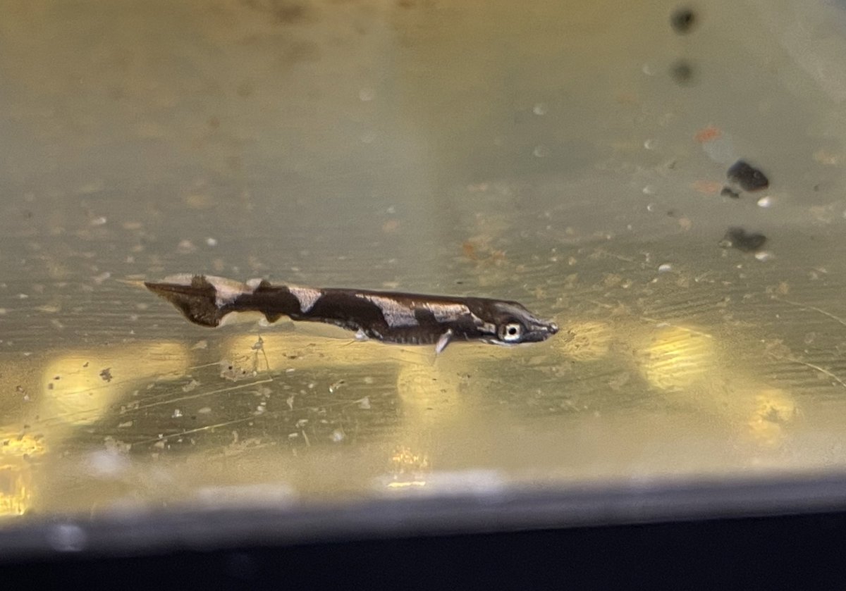 SallmannC's tweet image. Smol Alligator Gar 🥺 #GarLab 

📸 @SolomonRDavid