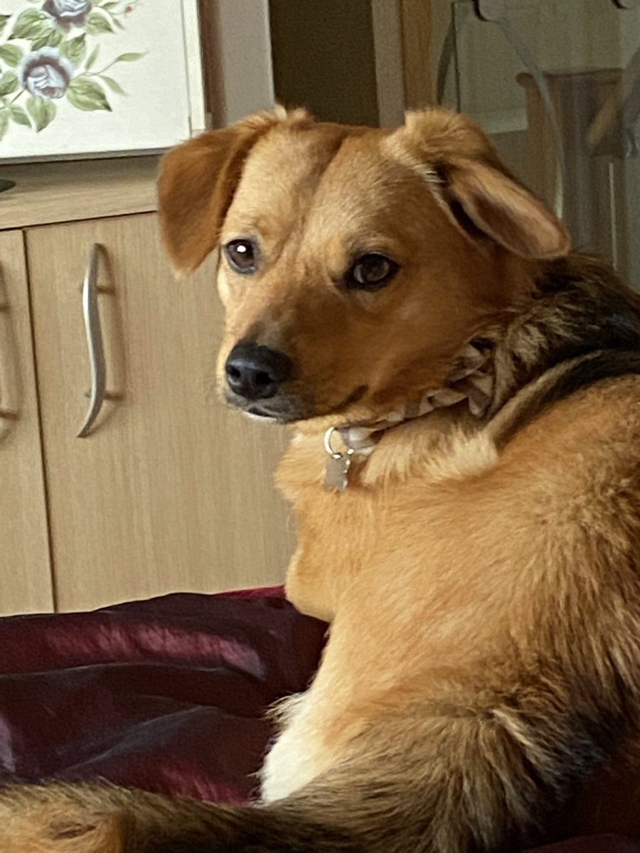 tarno's tweet photo. #askgraemeontour hi Graeme, we’re really excited to be here tonight to learn from you. We have a gorgeous Rommie rescue, Dudley, he’s a smashing little dog but he gets over excited when he sees the postman. How so we stop him grabbing the post as it comes through the letterbox? https://t.co/nUvkq2SlNR