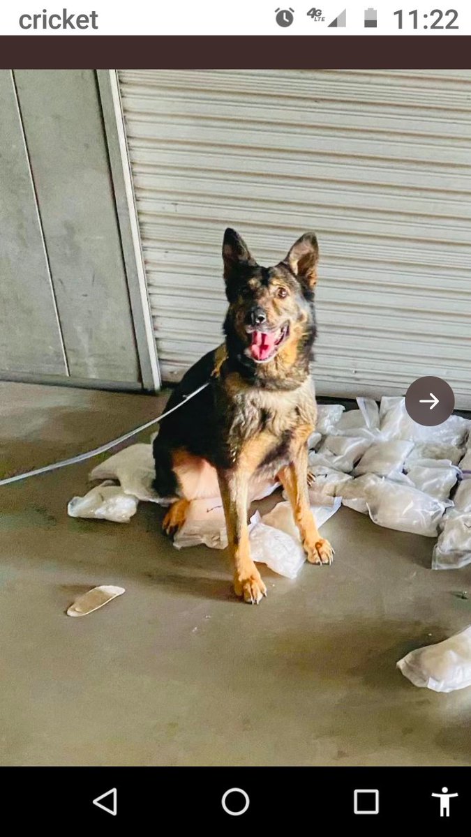 Hero dog finds 12 pound s of Meth at the open borders..😊👇👍🐕