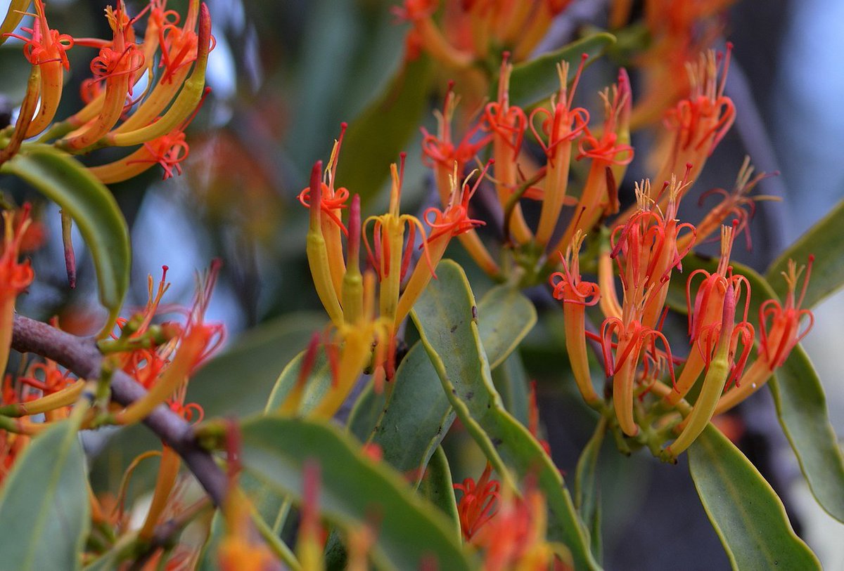 It is official! Tomorrow I will be starting as a Postdoctoral Researcher in the Sarah Mathews lab at <a href="/LSU_BioSci/">LSU Department of Biological Sciences</a>. I will be working on describing life history and ecological patterns and phenomena associated with poorly understood Australian showy mistletoes (Loranthaceae).