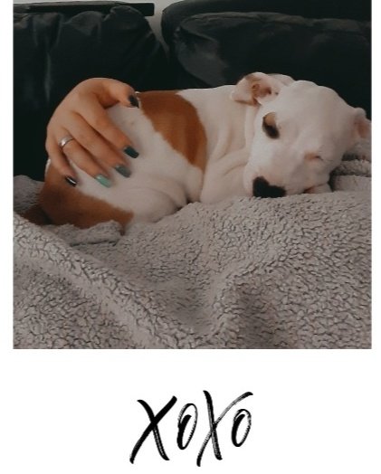 She's my bestie kaiya, loves a snuggle <a href="/CountryRoadDogs/">Country Road Dogs</a>