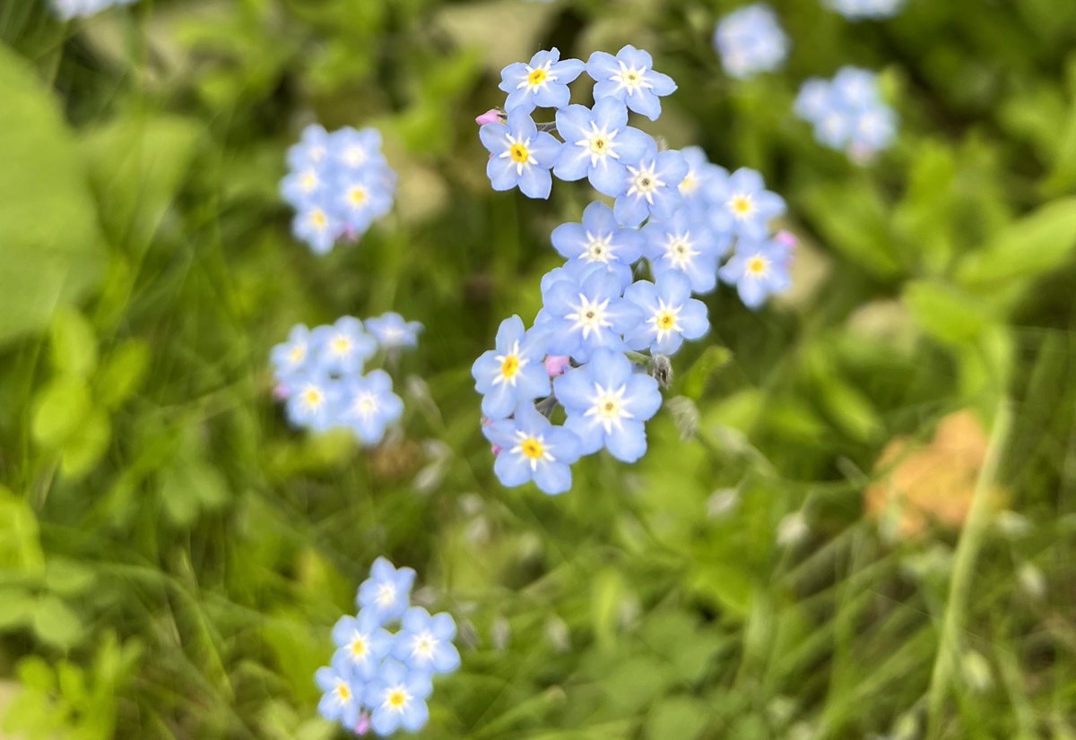 SutchFun's tweet photo. We’re at that point in Earth’s history when every day needs to be #WorldEnvironmentDay #ForgetMeNot #TotalSocietalCollapse https://t.co/KimmuVsAw2