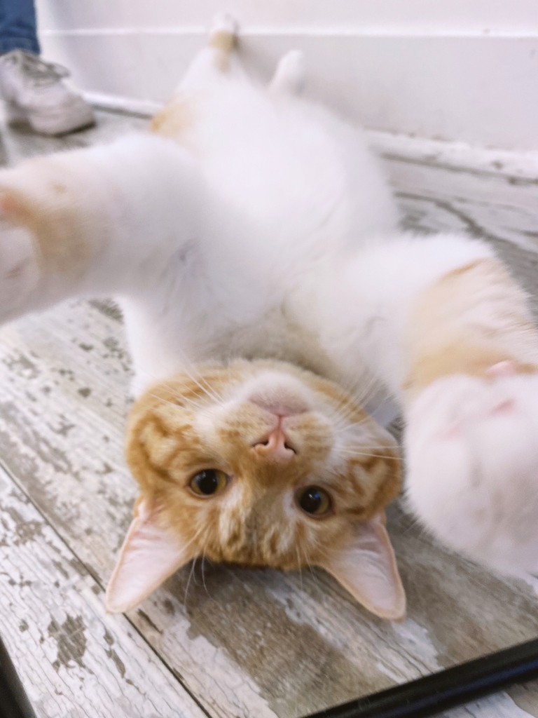 Do Floyd and Jimi look a little different from the last time you saw them here? They should! They both just got adopted!

We’re so excited for these two fun-loving kitties.

Use the link in our bio or the link below to schedule your next visit.
⁠
D C: CrumbsandwhiskersDC.as.me