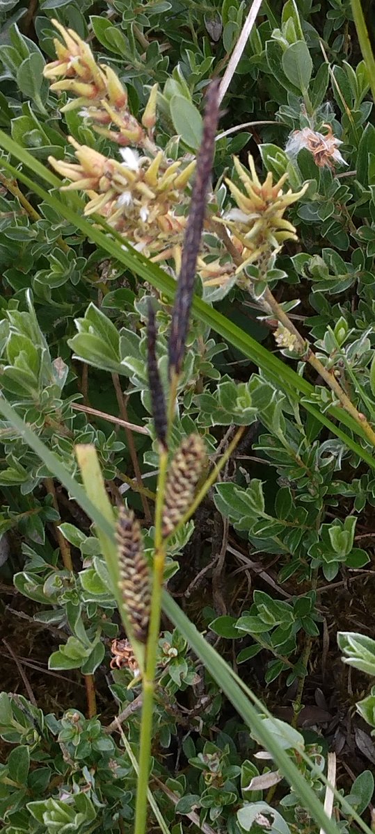 Flowering sedge and flowerring creeping willow, #wildflowerhour