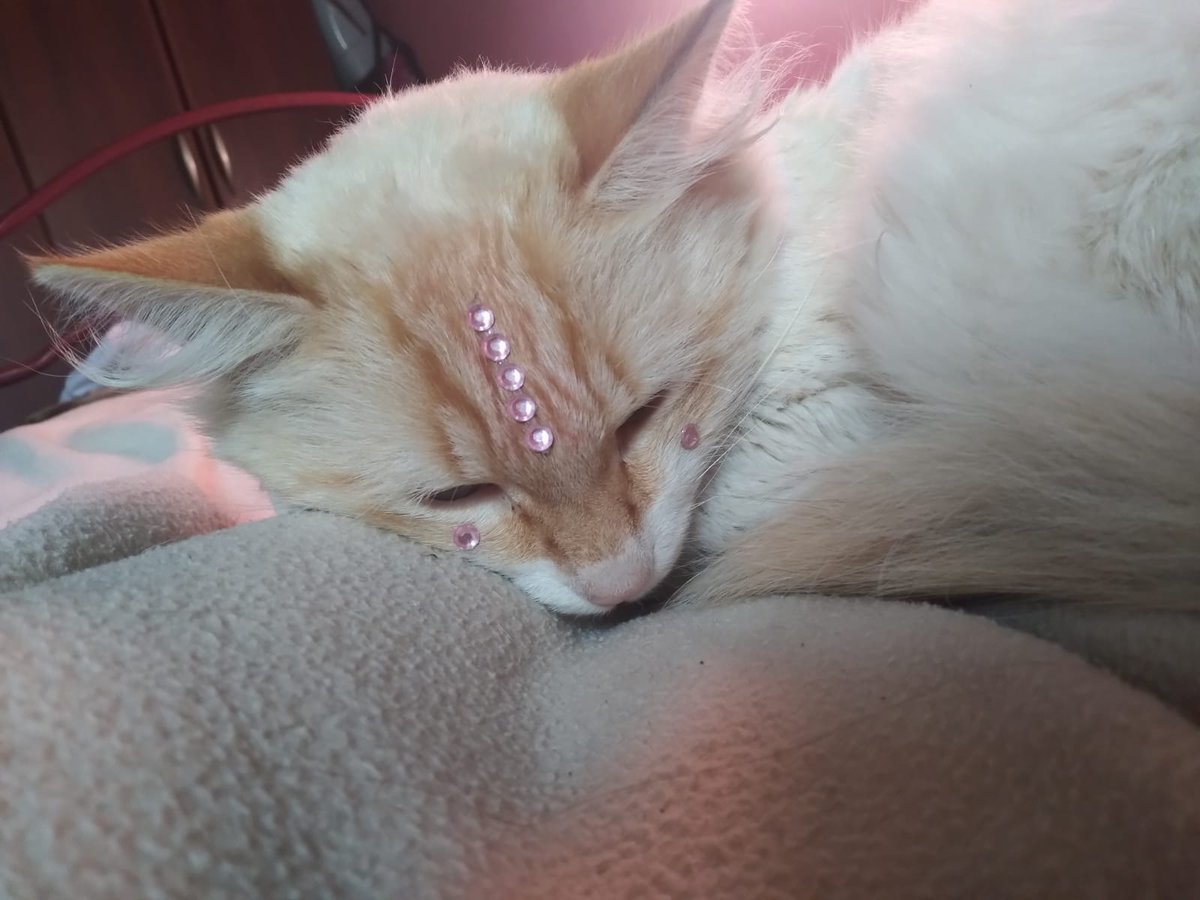 𝕋𝕒𝕟𝕚𝕒 tweet media