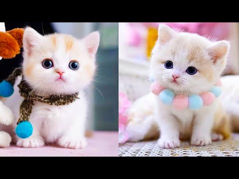 ♡ JV ♡ on Twitter  Funny cute cats, Cute cats, Cute baby cats