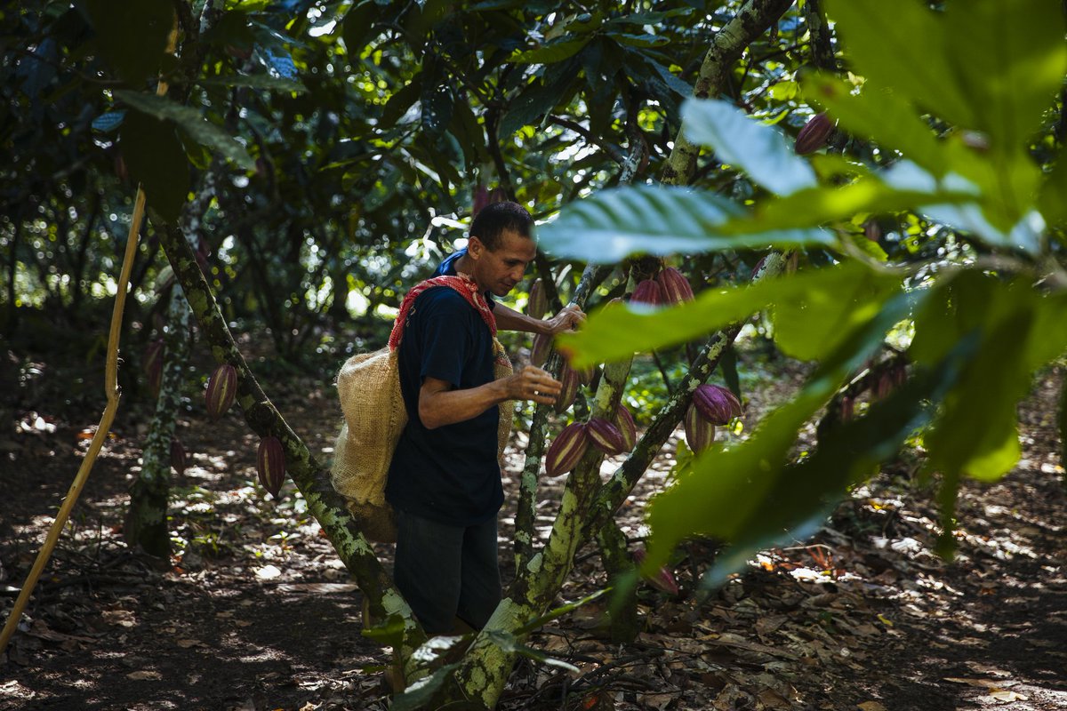Cuidar el entorno donde crece nuestro cacao es fundamental para la calidad del chocolate. 🌱 A nuestra tierra la tratamos con cariño, con buenas prácticas agrícolas y ella nos retribuye con su bondades. 

Feliz #DiaMundialDelMedioAmbiente