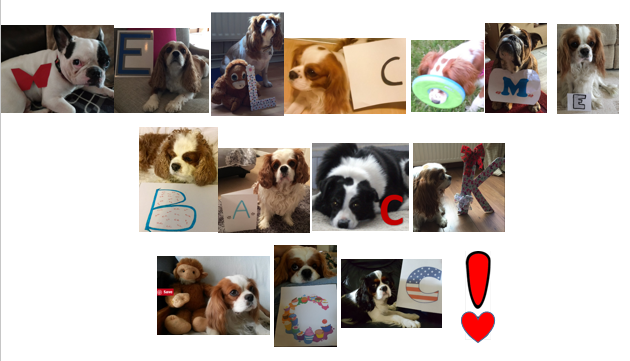 SunneeSummer's tweet photo. We already posted dis, but we gonna put it up again fur those who may not have seen. Dis from when CC took a vacation and da pack got togever to welcome him home! @welshcav #RememberingCC https://t.co/7PRJVf6aAW