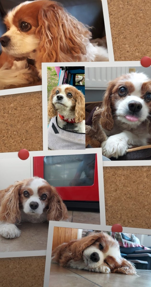 jennystape's tweet photo. I've been so lucky to have met CC on here years ago and I've been honoured to say "good morning handsome" to him every morning. Muvver says he is the cutest Cavalier she's ever seen and fell totally in love wiv him. We will always remember you handsome dude ❤🙏 #rememberingCC https://t.co/TkupiKYbGk