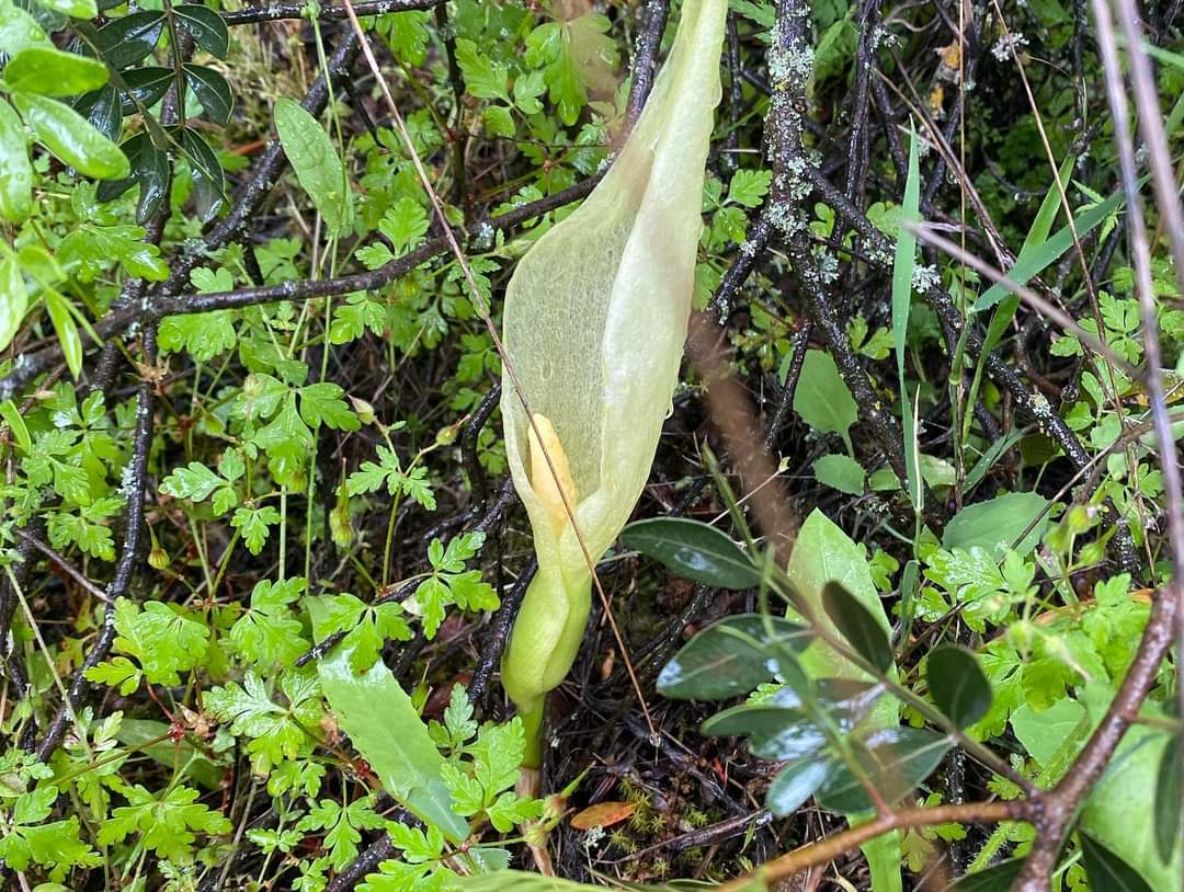 biodiverxa tweet media