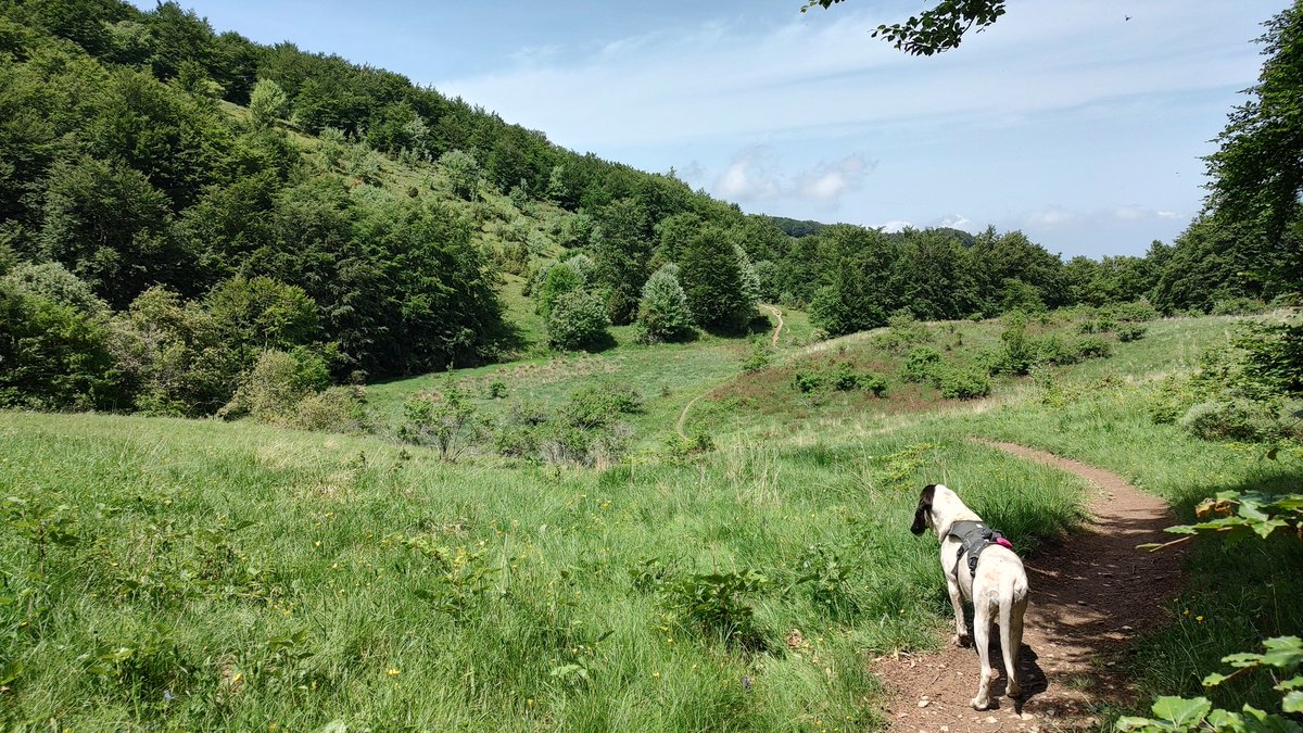 giringiroblog's tweet photo. Abbiamo festeggiato la #giornatamondialedellambiente facendo un' #escursione sul #MonteEbro che con i suoi 1700m è la cima più alta della #provinciadialessandria. Peccato per la foschia dovuta al caldo però il percorso ed il #panorama da lassù meritano 🤩 #natura #valcurone #ebro https://t.co/P6aEuF8uuR