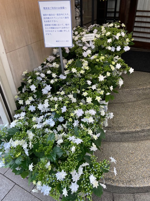 銀座ウエスト 東京もまもなく梅雨入りです 銀座本店前の植え込みでは かつて右写真の様に店頭に飾っていた鉢植えのガクアジサイ 隅田の花火 がこんなに育って満開の花を咲かせております 左写真 T Co 5n7x1z6kjy Twitter
