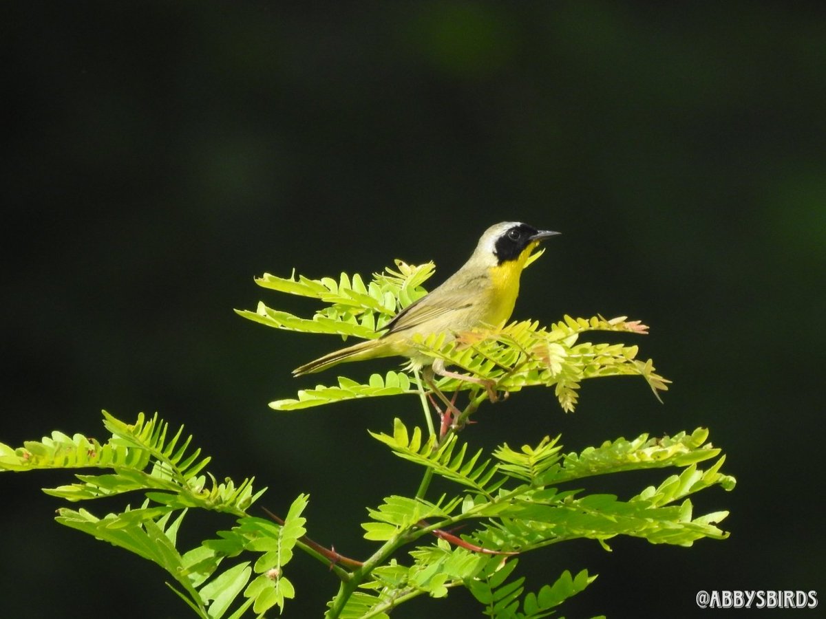 abbysbirds's tweet photo. Common Yellowthroats are, in fact, uncommonly cool and pretty!
#birdnerd #birdblog #warblurs #birdsofky https://t.co/1CeCrmU92c