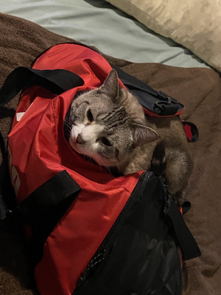 _Ramen_002's tweet photo. @wenisprinkles This is tom tom laying in my basketball bag https://t.co/VF7vIV1KCR