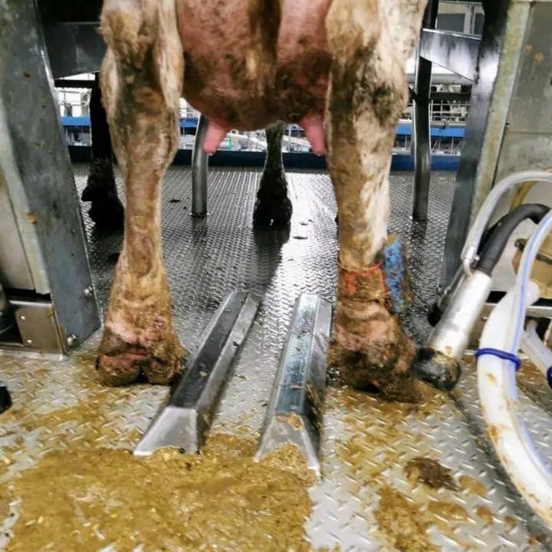 Your #dairyreminder #ditchdairy.

Because we rather blend some oats or nuts.

#dairytruth #milk #chesse #dairyfarm #veganmilk Image ⁦@MeatTheVictims⁩ IG