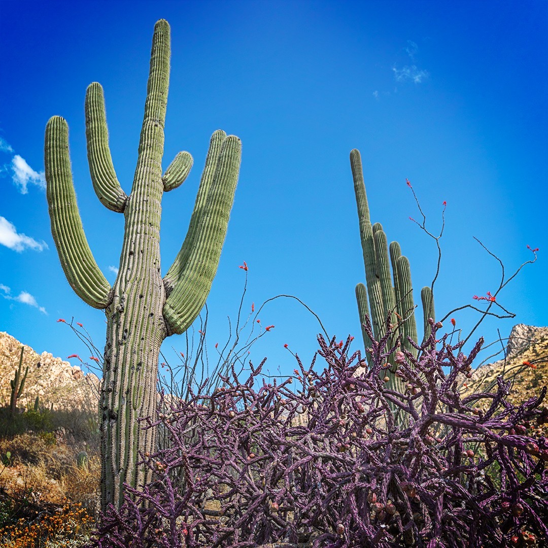 Taking in that vibrant desert color palette 🎨😍 #SaguaroSunday
📍 Catalina State Park